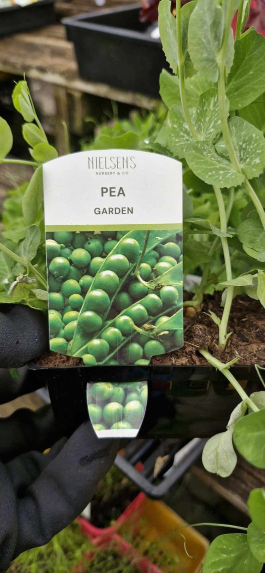 A close-up of the Pisum 'Garden Pea' 4" pot label by Nielsens Nursery & Co showcases an image of pea pods and peas flourishing in a pot, with a gloved hand carefully supporting it.