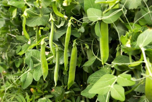 Close-up of green pea pods hanging from a Pisum 'Garden Pea' 4" Pot, surrounded by green leaves and tendrils.