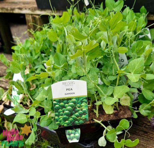 Pisum 'Garden Pea' 4" pots featuring green leaves and tendrils, branded by Nielsen's, are elegantly displayed on a wooden shelf.