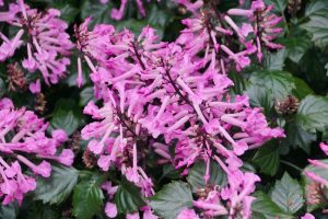 Close-up of clusters of pink trumpet-shaped flowers among dark green leaves in a 6" pot, showcasing the delicate elegance of the Plectranthus 'Velvet Starlet™'.