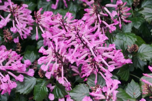 Close-up of clusters of pink trumpet-shaped flowers among dark green leaves in a 6" pot, showcasing the delicate elegance of the Plectranthus 'Velvet Starlet™'.