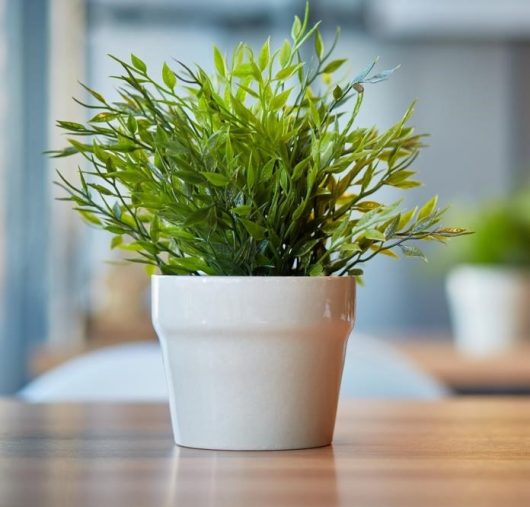 A green leafy plant in a white ceramic pot sits on a wooden table with a blurred background.