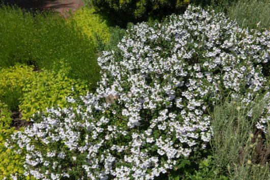 A dense cluster of white flowers in full bloom within an 8" pot of Prostanthera 'Alpine' Mint Bush, surrounded by various green foliage in a garden setting.