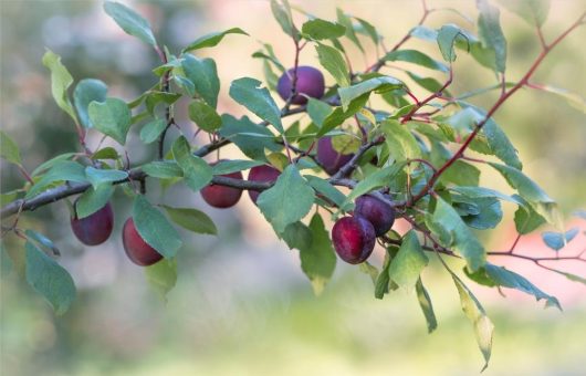 A branch with green leaves and clusters of ripe, red-purple plums hanging against a blurred background.