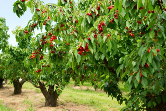 Cherry trees laden with ripe red cherries stand in an orchard. The ground is covered with grass and some patches of soil.