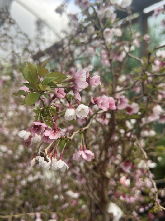 Close-up of delicate pink and white blossoms on a Prunus 'Kojo No Mai' Ornamental Cherry 50cm Standard (Bare Root) tree branch, with green leaves and more blossoms softening into the blurred background.