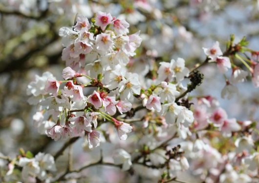 Close-up of a Prunus 'Kojo No Mai' Ornamental Cherry 1-1.2m Standard (Bare Root) tree branch, with clusters of white and pink flowers in full bloom. The background is blurred, highlighting the delicate and vibrant petals.