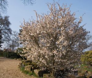 A blooming cherry blossom tree stands on a rocky path in a park, surrounded by other trees and greenery under a clear blue sky.