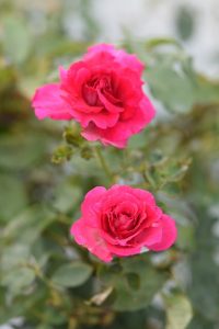 Two vibrant Rose 'Good Samaritan' 2ft Standard (Bare Rooted) blooms with lush green leaves in the background.