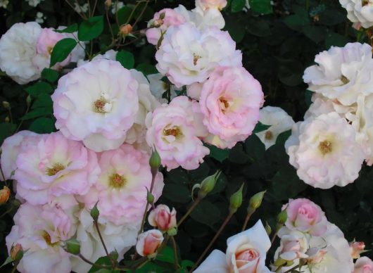 Clusters of white and pink roses bloom amidst dark green foliage. Some buds are partially opened, adding variety to the flower arrangement.