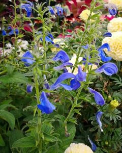 Close-up of blue, bell-shaped flowers among lush green foliage, with white and yellow flowers visible in the blurred background.