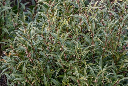 A dense cluster of green shrubs with elongated leaves and small, purple flowers, perfect for forming a Sarcococca 'Sweet Box Hedge'.