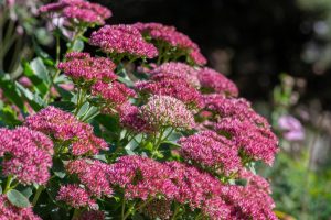 A cluster of vibrant pink Sedum 'Autumn Joy' (Copy) flowers growing outdoors with green foliage and a blurred background.
