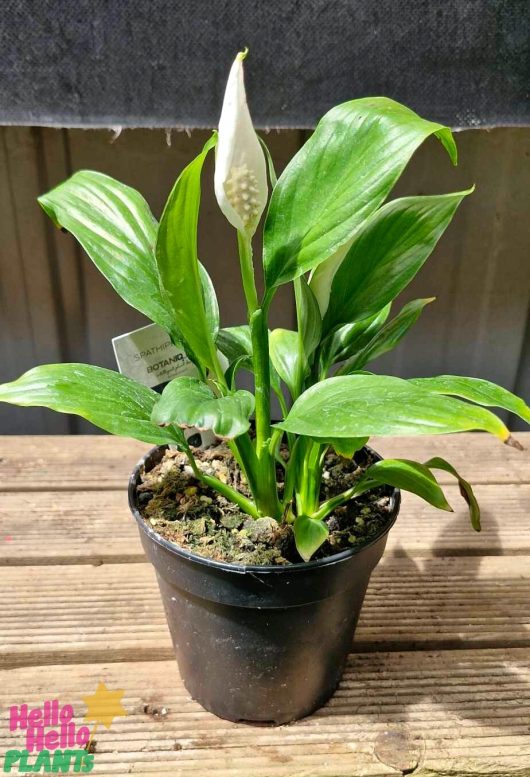 A Spathiphyllum 'Domino' Peace Lily in a 5" pot, featuring a single white flower and lush green leaves, sits gracefully on a wooden surface.