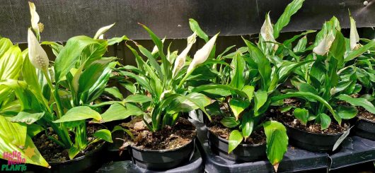 Numerous Spathiphyllum 'Domino' Peace Lily plants in 5-inch pots, showcasing stunning white flowers, are neatly arranged on a shelf in a greenhouse.