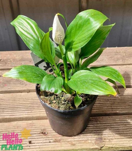 A Spathiphyllum 'Domino' Peace Lily in a 5" pot, with its broad green leaves and a single white bud, sits gracefully on a wooden surface.