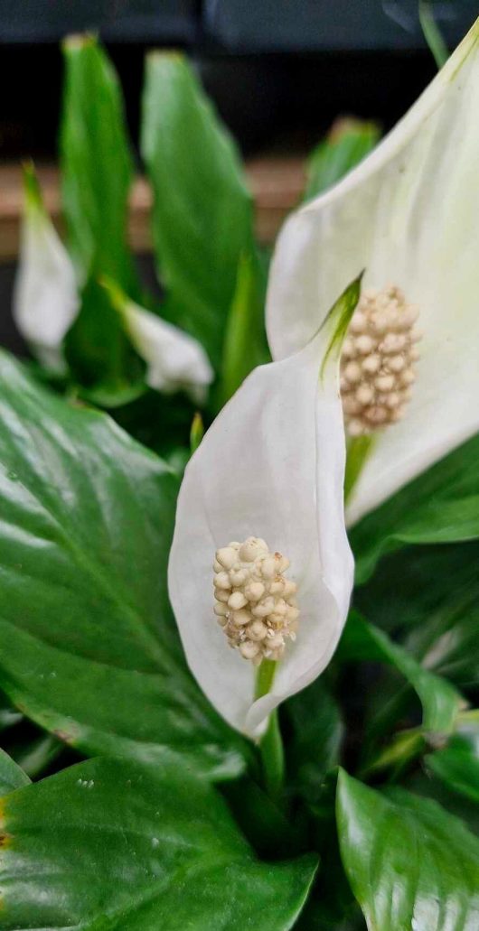 A close-up of the Spathiphyllum 'Domino' Peace Lily 5" Pot highlights its elegant white blooms and rich green leaves, with the spadix adding a standout feature in the center.