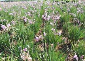 A field with green grass-like plants and light purple flowers blooming abundantly under daylight.