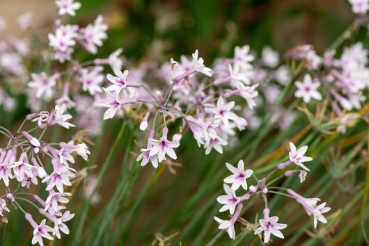 Close-up of small, delicate light pink Tulbaghia 'Ashanti Pearl' Society Garlic 6" Pot flowers with green stems in a garden setting.