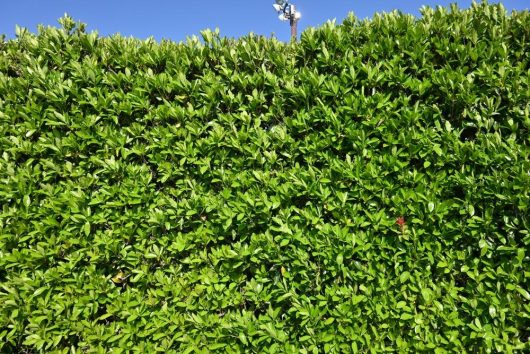 A dense hedge with vibrant green foliage against a clear blue sky.