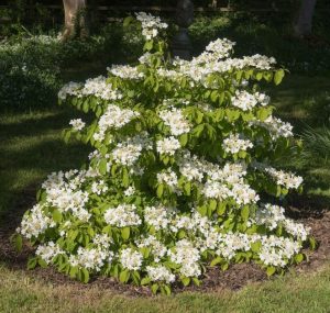 A garden shrub covered in numerous small white flowers is growing in a mulched area surrounded by grass and other plants.