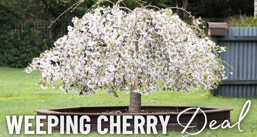 A small weeping cherry tree in full bloom is planted in a raised wooden bed. The text "WEEPING CHERRY Deal" is overlaid on the image, highlighting one of the best options for early spring blooms alongside magnolias.