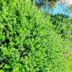 Dense, vibrant green foliage, including Westringia fruticosa 'Flat n Fruity' in a 6" pot, covers the foreground, while a small, partially visible body of water appears at the top right corner of the image.
