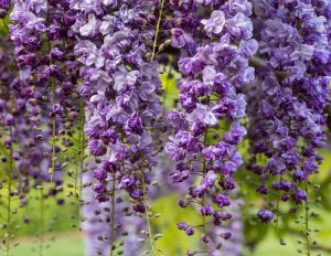Purple wisteria flowers hang in clusters against a blurred green background.