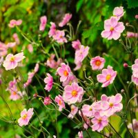 A cluster of Anemone Fantasy™ 'Jasmine' Windflower flowers in full bloom, nestled in lush green foliage, thrives spectacularly in a 6" pot.