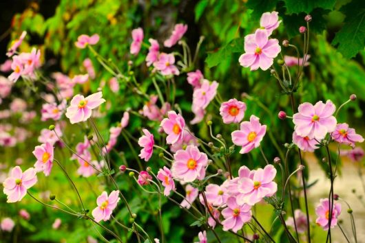 A cluster of Anemone Fantasy™ 'Jasmine' Windflower flowers in full bloom, nestled in lush green foliage, thrives spectacularly in a 6" pot.