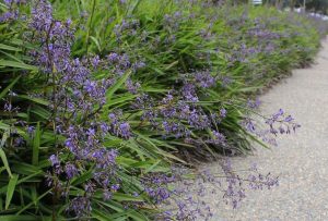 Dense green shrubs with small purple flowers line the edge of a gravel path.