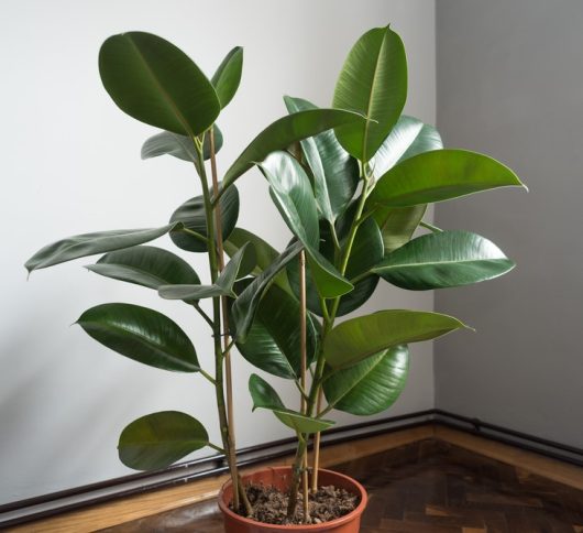 A potted rubber plant with broad, glossy green leaves is positioned in the corner of a room with neutral-colored walls and parquet flooring.