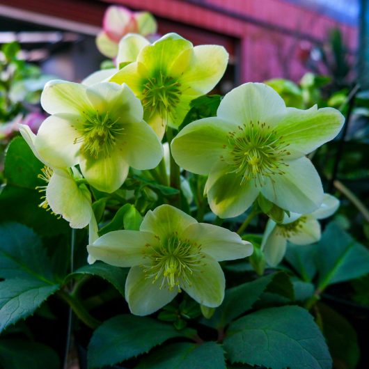 A close-up of pale yellow hellebore flowers with green leaves in the background, captured under natural lighting.