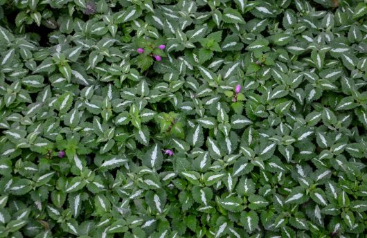 Green foliage with white edges growing densely, Lamium 'Sensation' creates a sensation with its interspersed small purple flowers in a 6" pot.