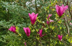 Pink magnolia flowers in bloom on thin branches, surrounded by green foliage.