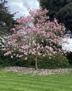 a beautiful pink magnolia feature tree with deciduous foliage and pink autumn winter flowers magnolia soulangeana Galaxy