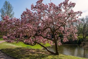 A blossoming tree with pink flowers stands next to a pond in a park, under a clear blue sky.