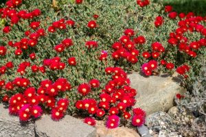 A garden with bright red flowers and green foliage, growing around rocks. Mini Pig Face mesembryanthemum