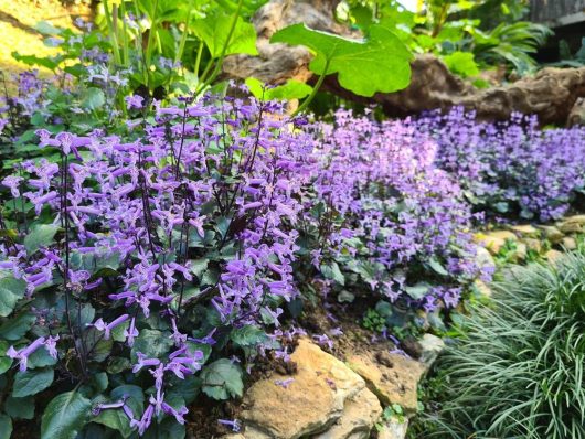 A lush garden bed featuring abundant purple flowering plants and green leaves, with surrounding rocks. Among them, the Plectranthus 'Velvet Starlet™' in a 6" pot—a lovely addition—adds a touch of elegance to the scene.