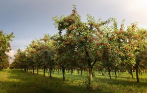 A row of apple trees with ripe red apples in a well-maintained orchard under a partly cloudy sky. Green grass covers the ground between the rows of trees.