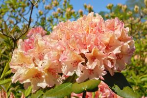 A cluster of Rhododendron 'Australian Sunset' flowers in full bloom, with their pink and peach hues contrasting beautifully against a backdrop of green leaves and a clear blue sky.