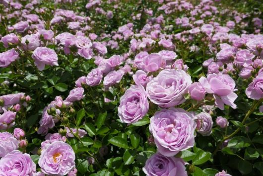 A dense cluster of blooming light pink Rose 'Love Potion' 2ft Standards with green leaves in a garden.