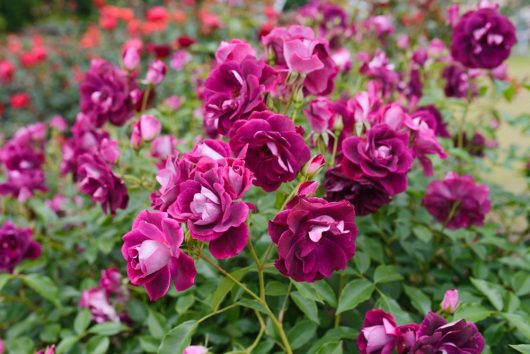 A cluster of vibrant purple roses with green foliage in a garden setting.