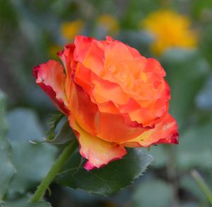 Close-up of a vibrant orange and yellow rose in full bloom, surrounded by blurred greenery and hints of yellow flowers in the background.