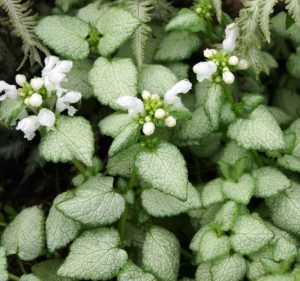 Close-up image of a Lamium 'Beacon Silver' plant with green leaves and clusters of small white flowers. Lamium spotted nettle Ghost