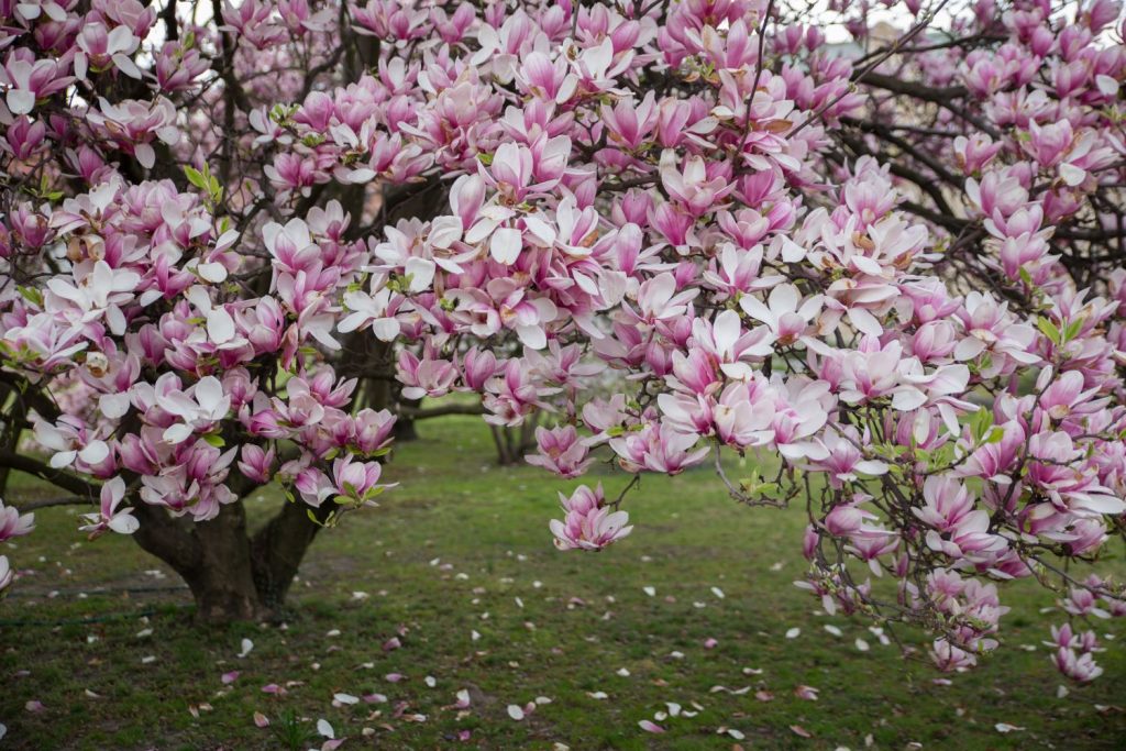 A tree covered in pink and white magnolia blossoms, famous among plants for incredible fragrance, with fallen petals scattered on the grassy ground below.