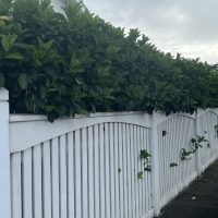 A white picket fence with green foliage growing over the top and through its gaps against a cloudy sky backdrop.