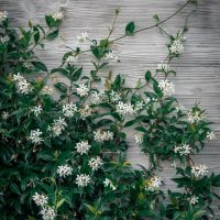 Climbing vine with small white flowers and green leaves growing against a textured gray wall.