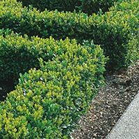 A neatly trimmed, green shrub hedge with small leaves lines a sidewalk. The ground beside the hedge is covered with soil and shows no other plants or grass.