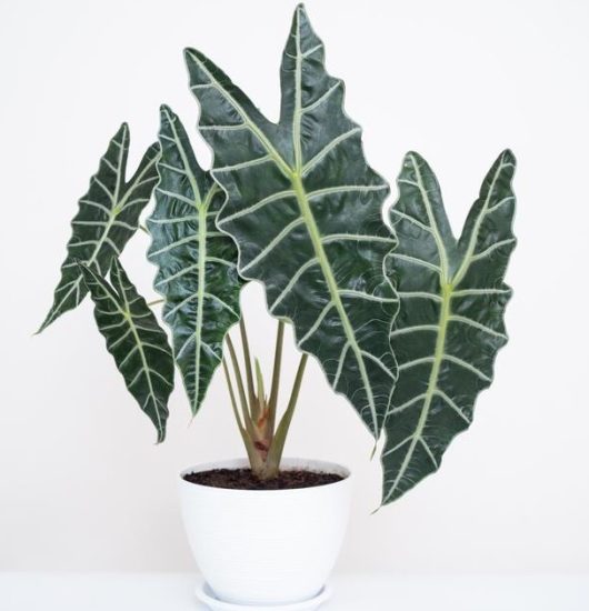 Close-up of an Alocasia plant in a white pot, showcasing its large, dark green leaves with prominent white veins, against a plain background.